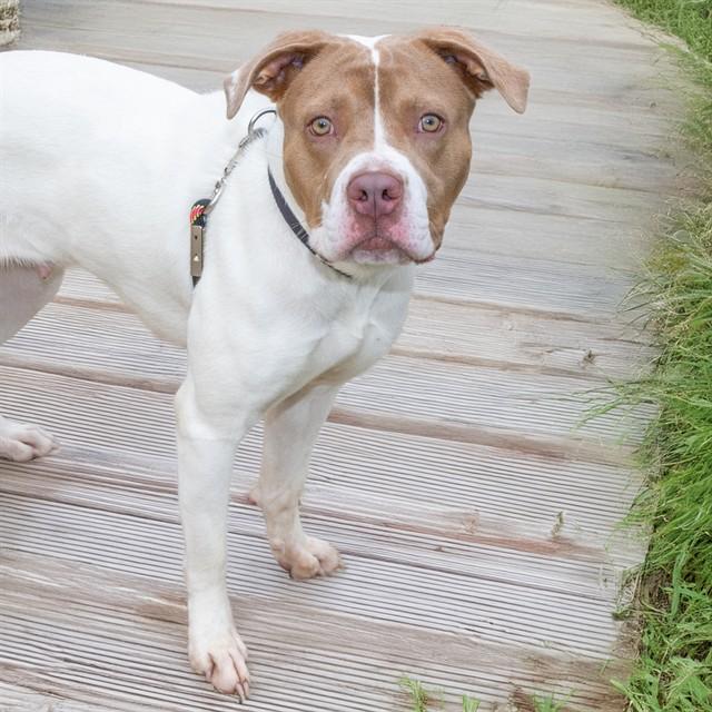 Enlarge HAZEL, a Adoptable mixed breed in Saint Louis, MO image 1/1