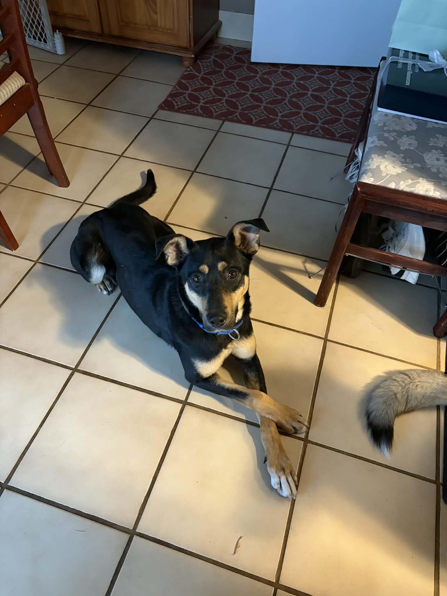 Azula — thumbnail 3