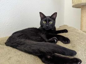 Widget, Adopted, Young Male Domestic Short Hair.