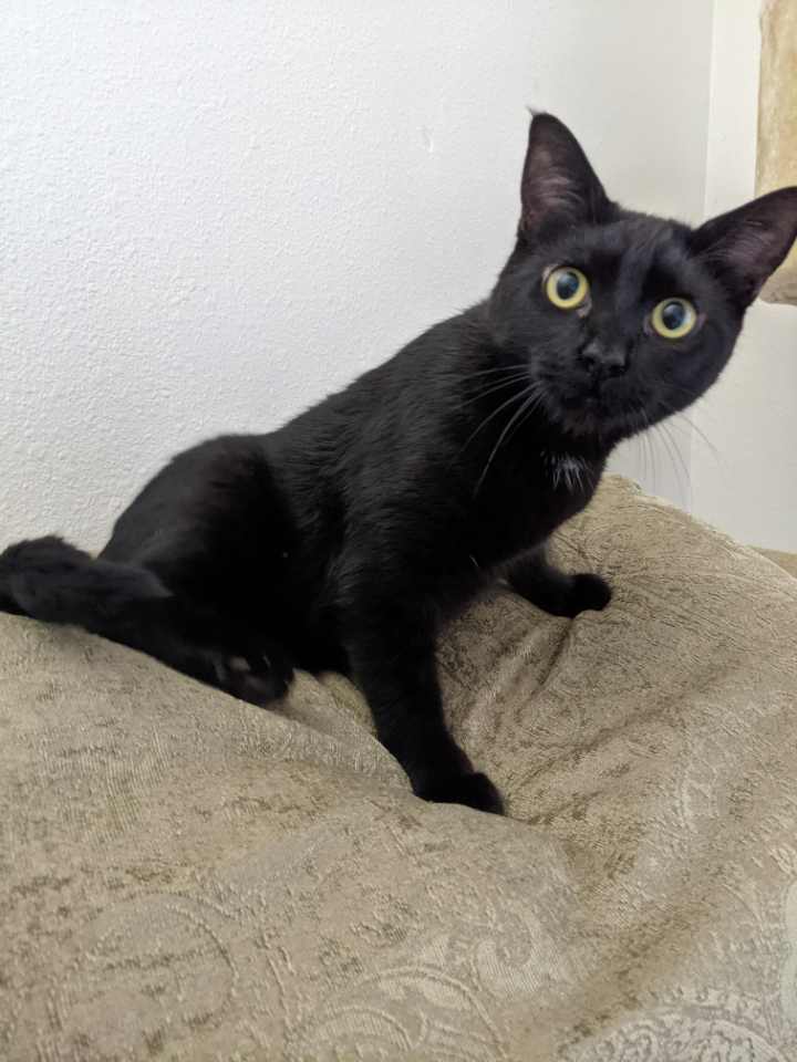 Enlarge Widget, a Adopted Domestic Short Hair in Hammond, OR image 2/2