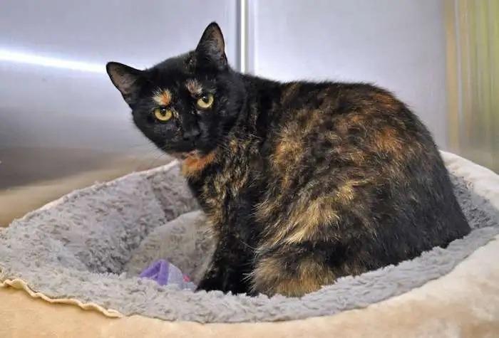 Crow, Adoptable, Young Female Domestic Short Hair.