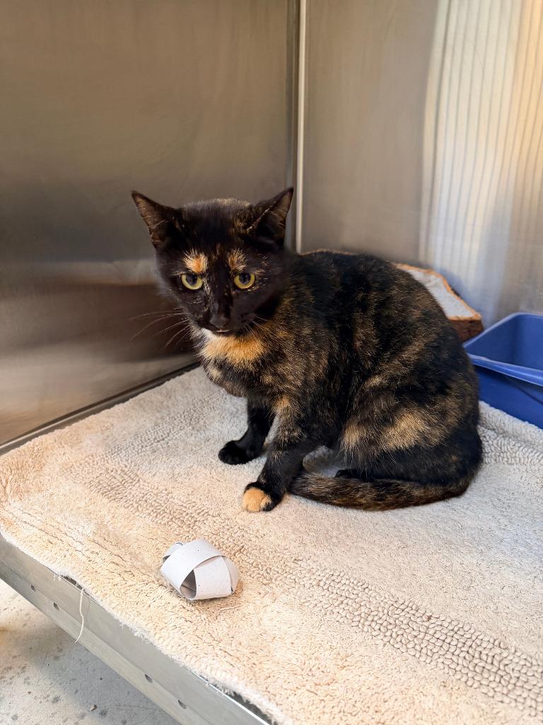 Enlarge Crow, a Adoptable mixed breed in Coupeville, WA image 2/2