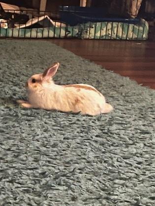 Enlarge Gizmo, a Adoptable mixed breed in Montreal, QC image 3/3