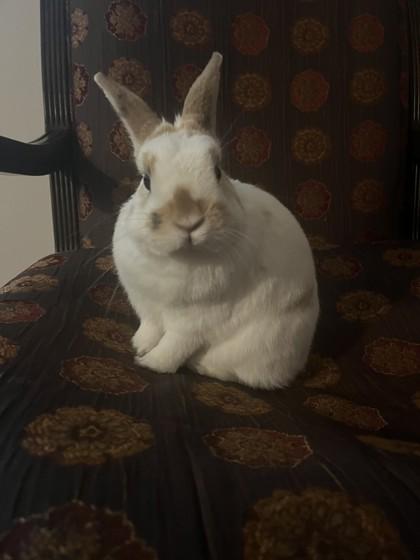 Enlarge Gizmo, a Adoptable mixed breed in Montreal, QC image 2/3