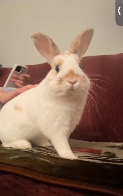 Enlarge Gizmo, a Adoptable mixed breed in Montreal, QC image 2/3