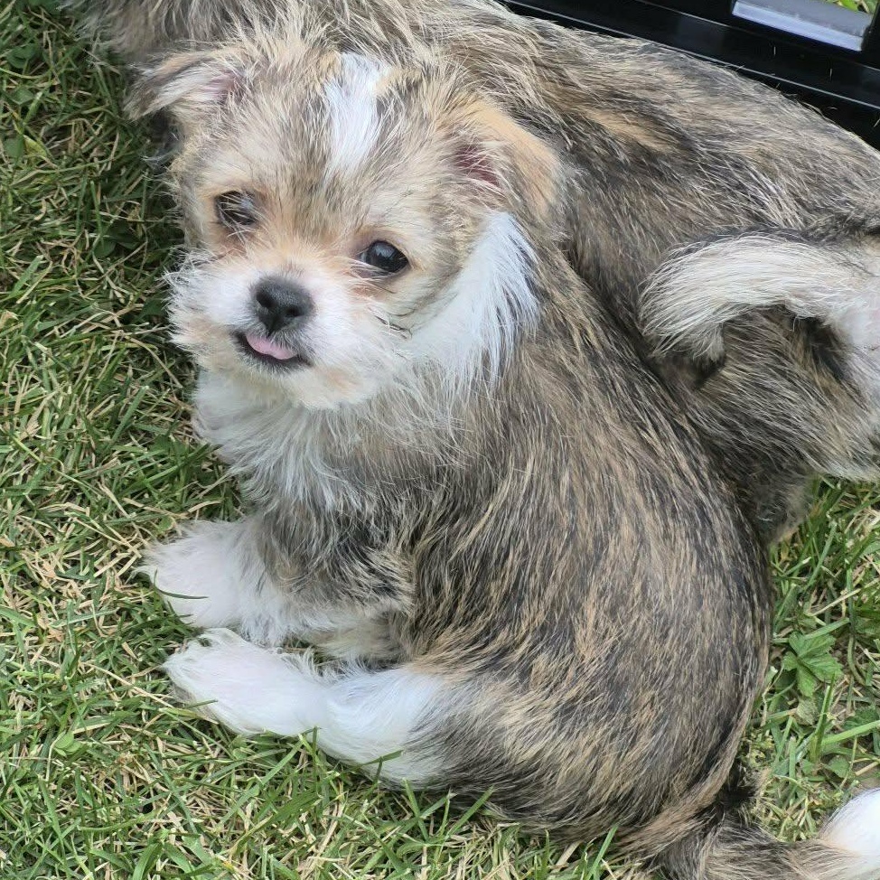 Sadie, ADOPTABLE, Puppy Female Chihuahua.