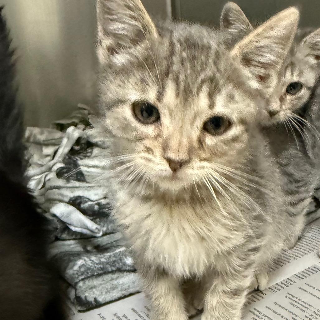 Orion, Adoptable, Kitten Male Domestic Short Hair.