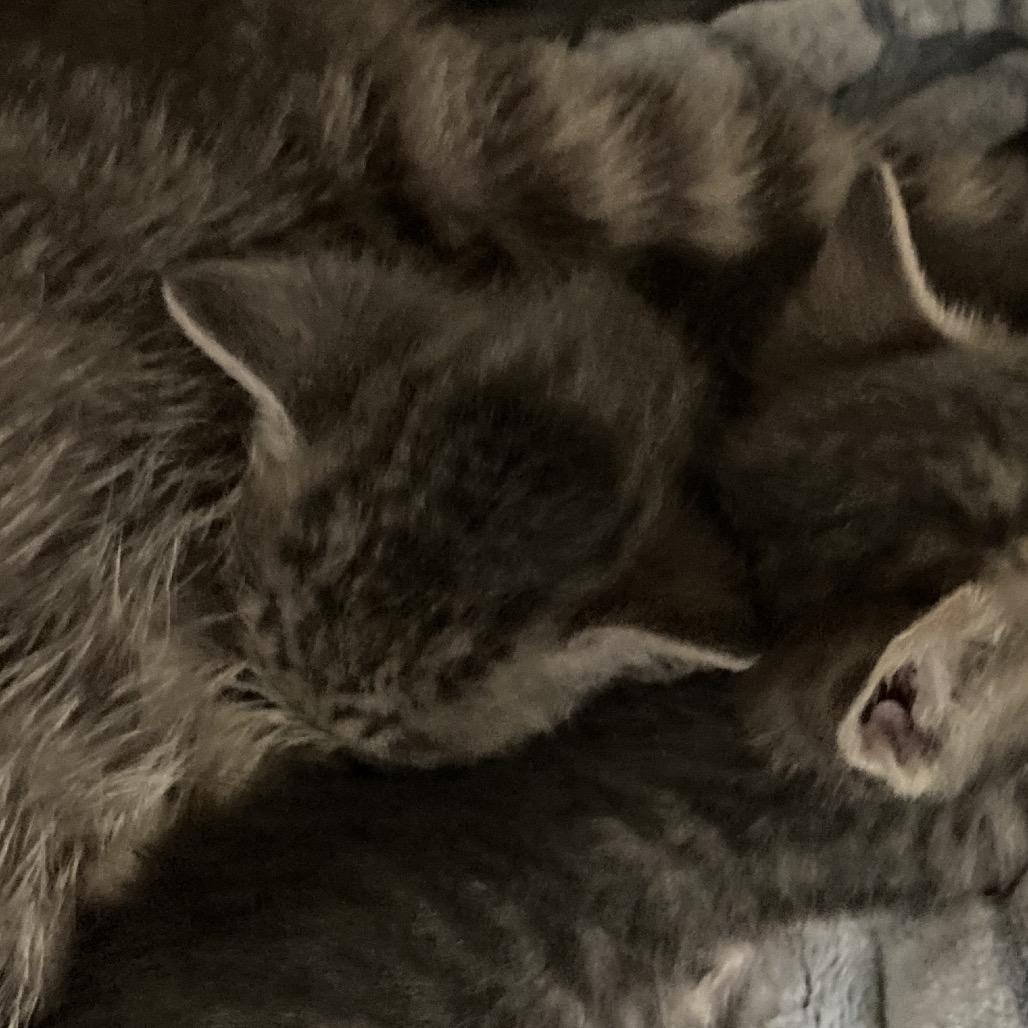 Orion, a Adoptable Domestic Short Hair in Galveston, TX image 2/2