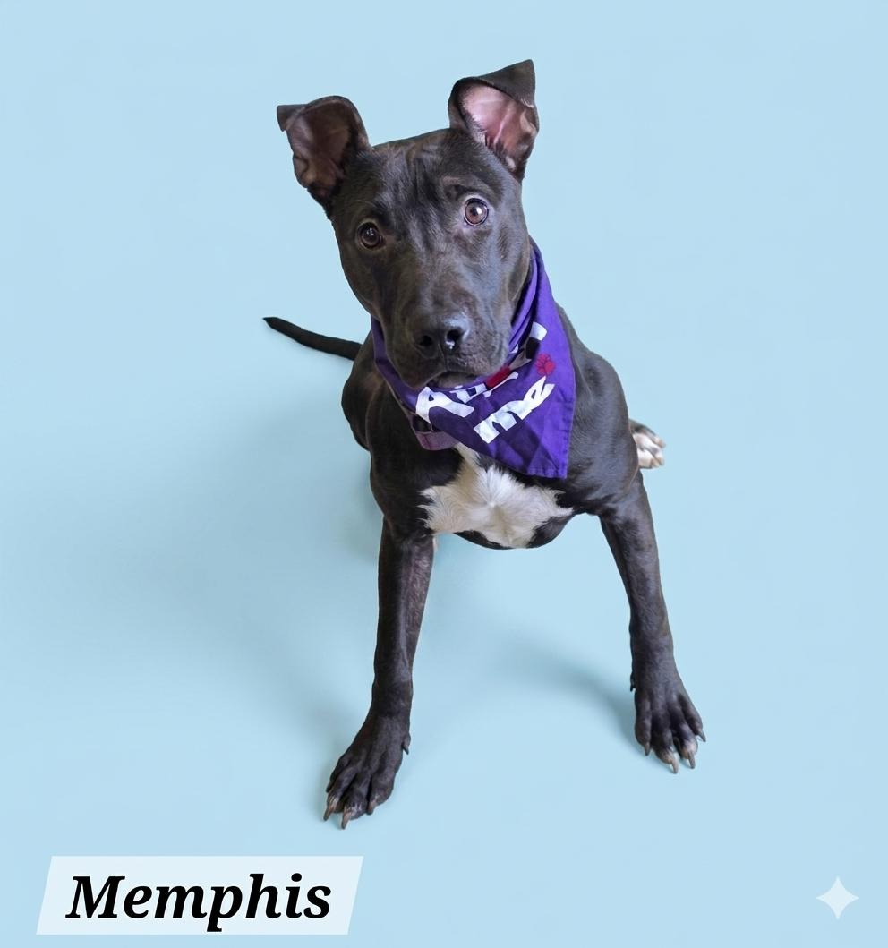 Memphis, ADOPTABLE, Young Female Mixed Breed.