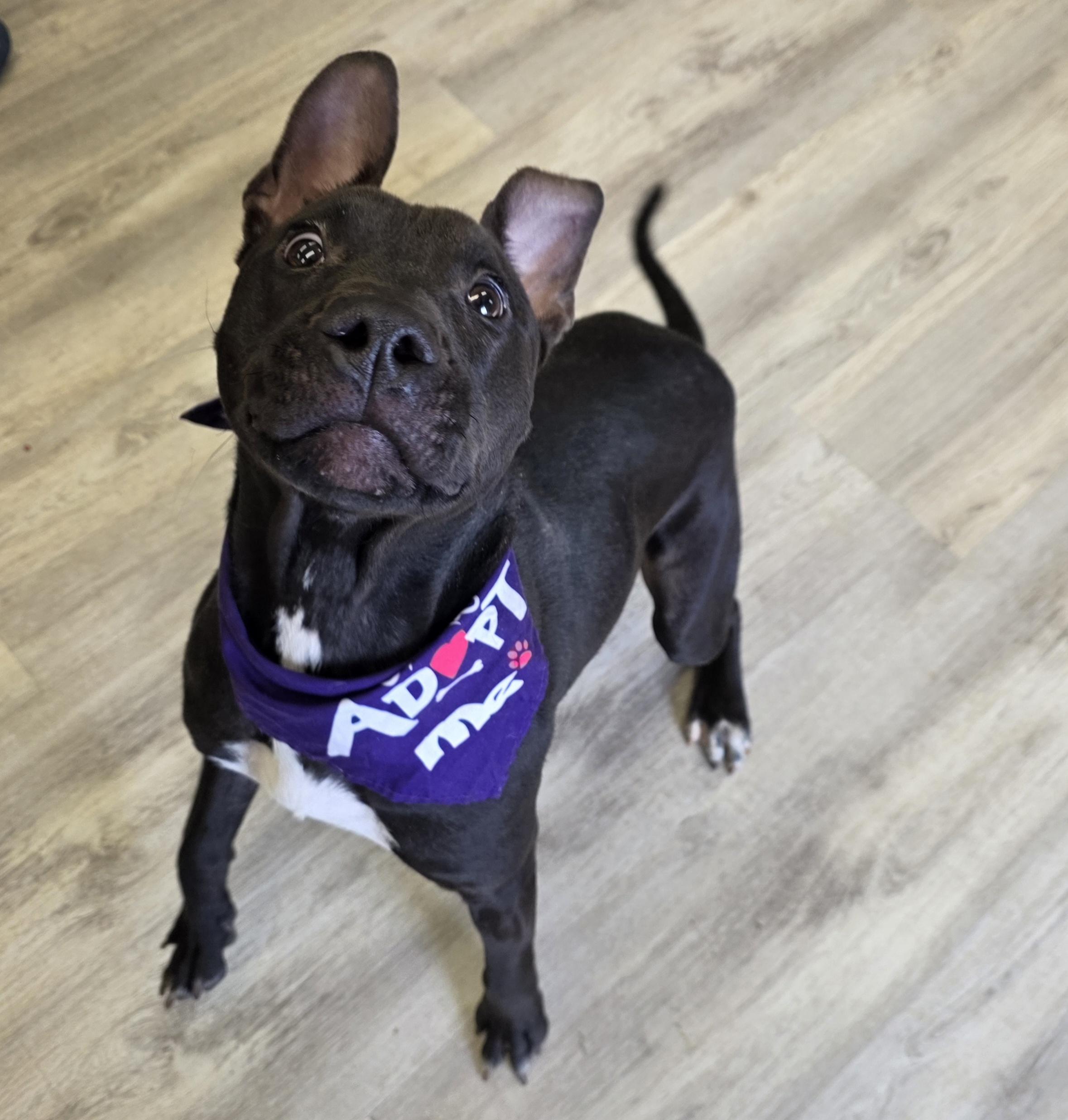 Enlarge Memphis, a ADOPTABLE Mixed Breed in PHILADELPHIA, TN image 3/3