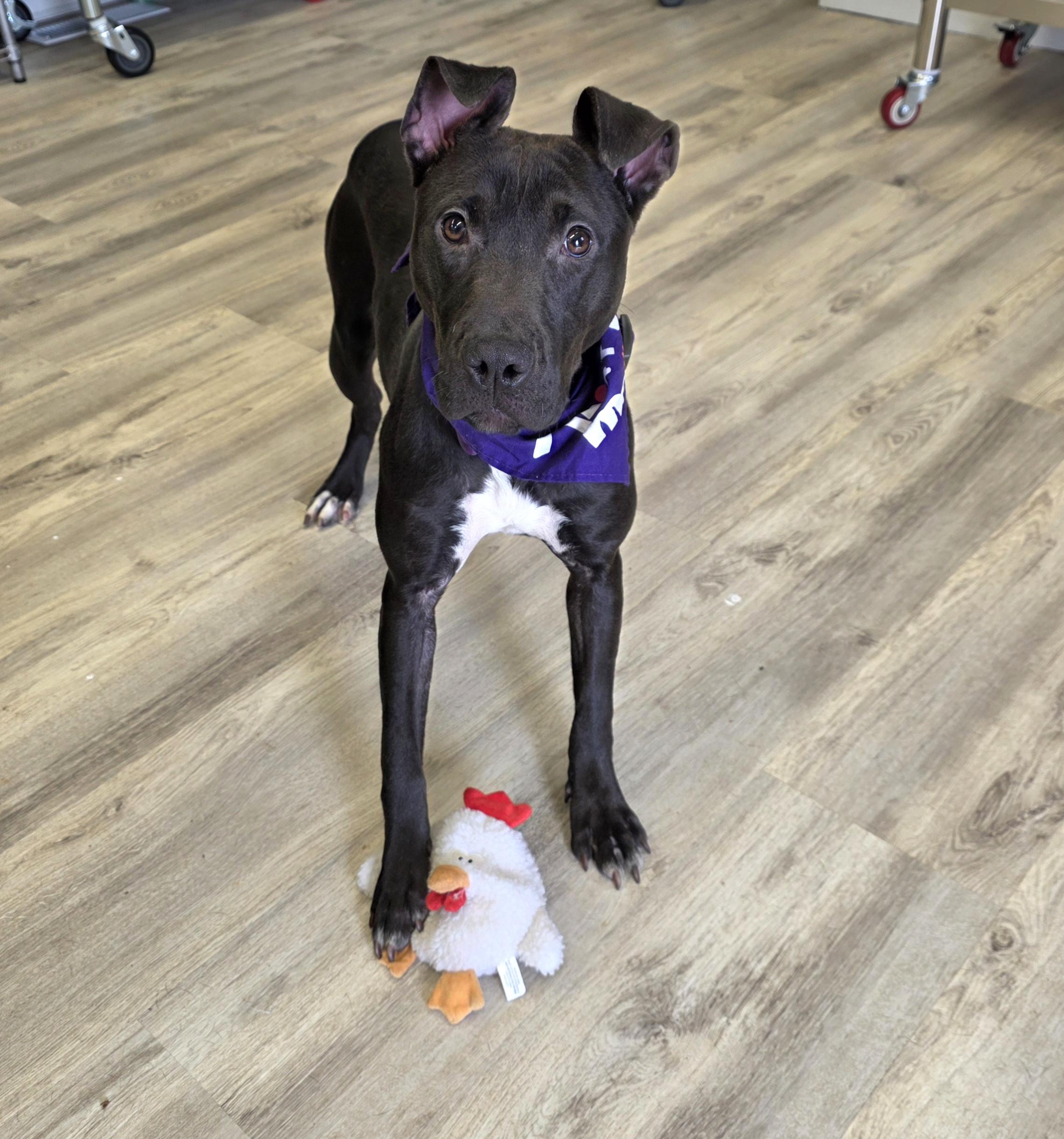 Enlarge Memphis, a ADOPTABLE Mixed Breed in PHILADELPHIA, TN image 2/3