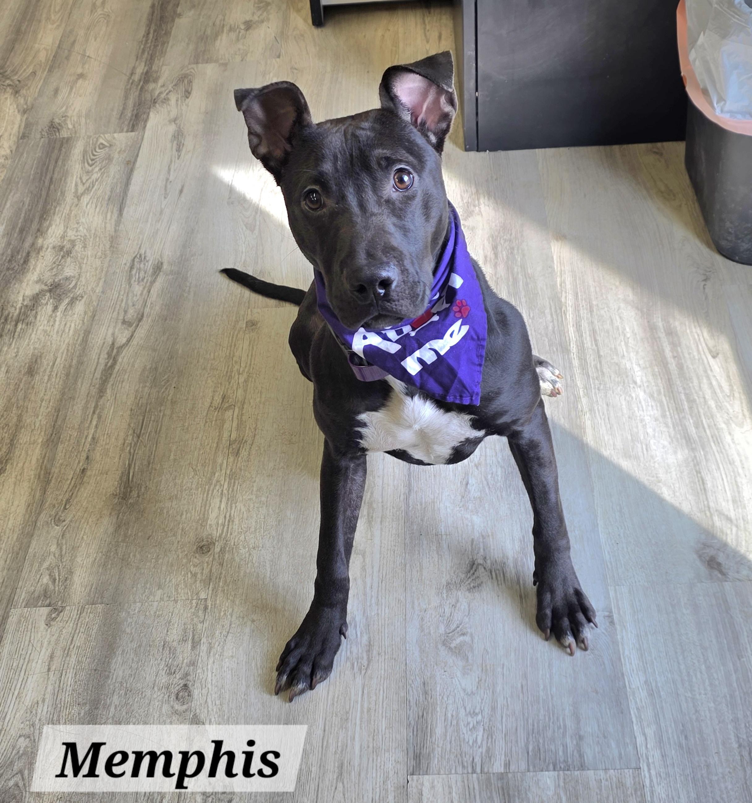 Memphis, ADOPTABLE, Young Female Mixed Breed.