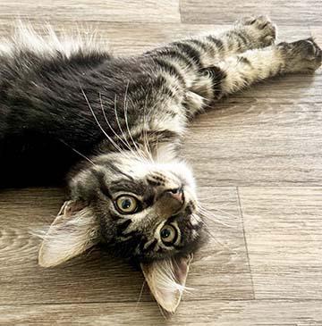 Enlarge Jude, a ADOPTABLE Domestic Short Hair in Tiburon, CA image 3/3