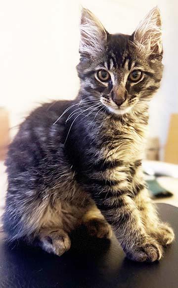 Enlarge Jude, a ADOPTABLE Domestic Short Hair in Tiburon, CA image 2/3