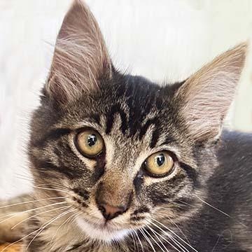 Jude, ADOPTABLE, Kitten Male Domestic Short Hair.