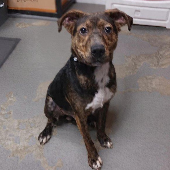 Enlarge Murphy, a ADOPTABLE mixed breed in Saint Marys, WV image 3/6