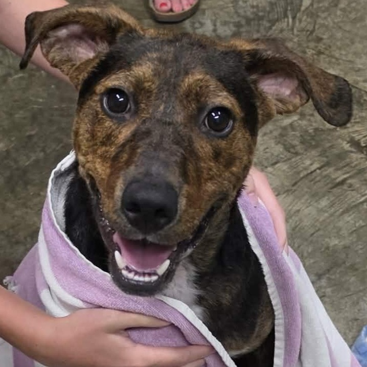 Murphy, a ADOPTABLE mixed breed in Saint Marys, WV image 1/6