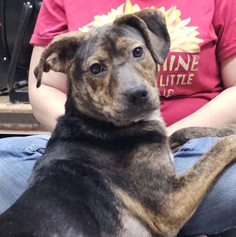 Enlarge Murphy, a ADOPTABLE mixed breed in Saint Marys, WV image 4/6