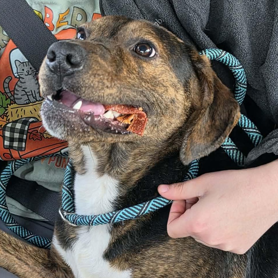 Enlarge Murphy, a ADOPTABLE mixed breed in Saint Marys, WV image 6/6
