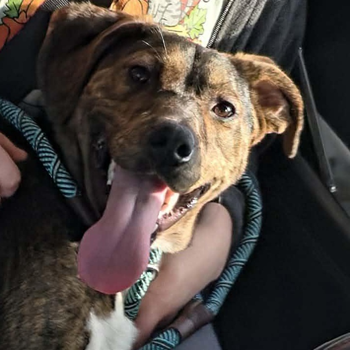 Enlarge Murphy, a ADOPTABLE mixed breed in Saint Marys, WV image 5/6