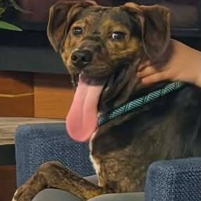 Murphy, ADOPTABLE, Young Male Hound.
