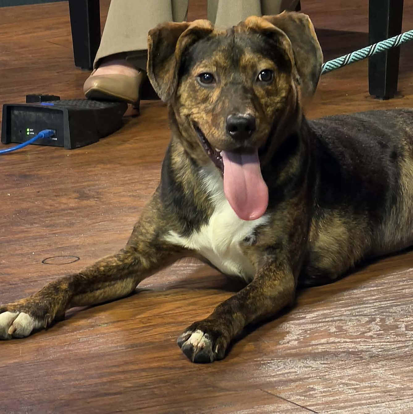 Enlarge Murphy, a ADOPTABLE mixed breed in Saint Marys, WV image 2/6