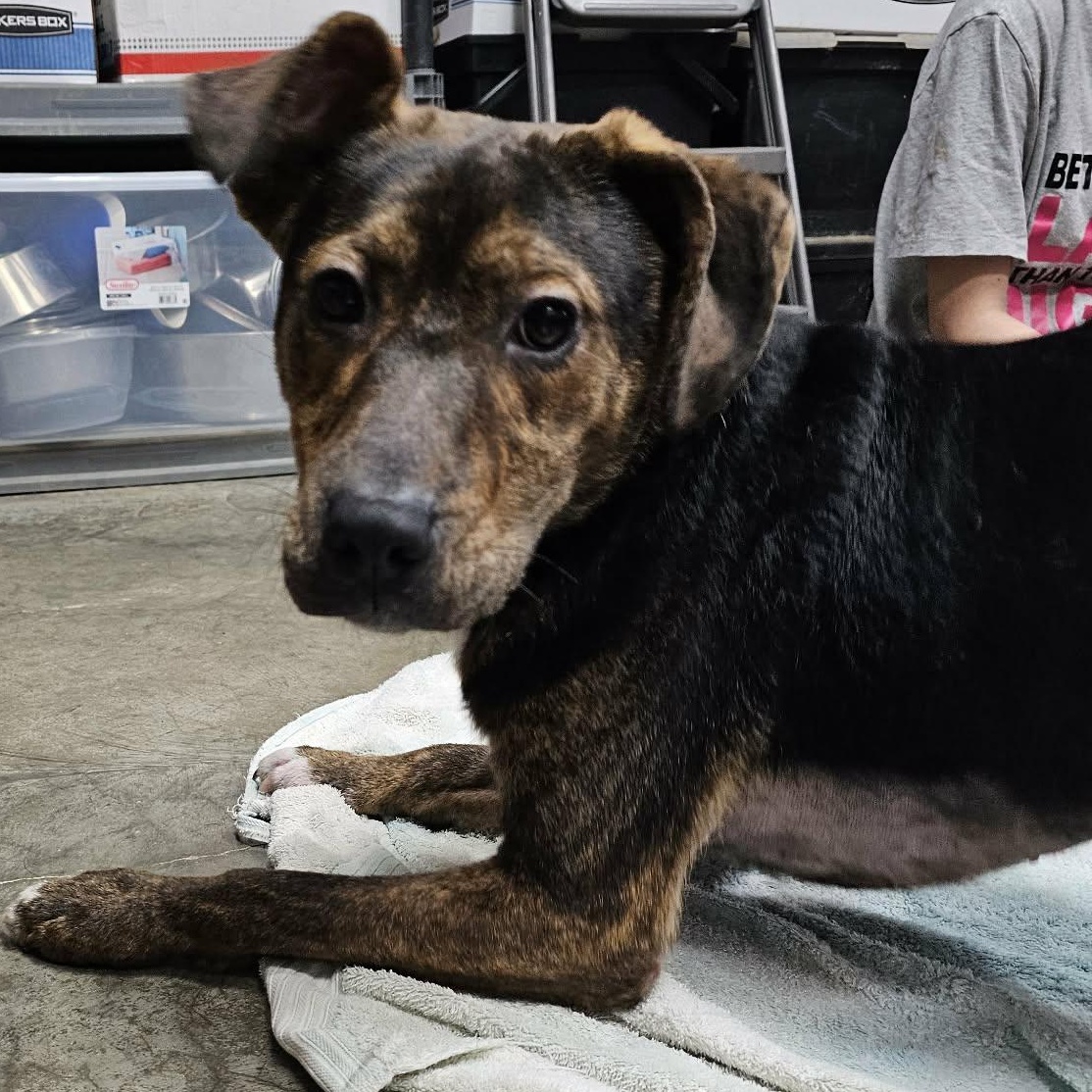 Enlarge Murphy, a ADOPTABLE mixed breed in Saint Marys, WV image 6/6
