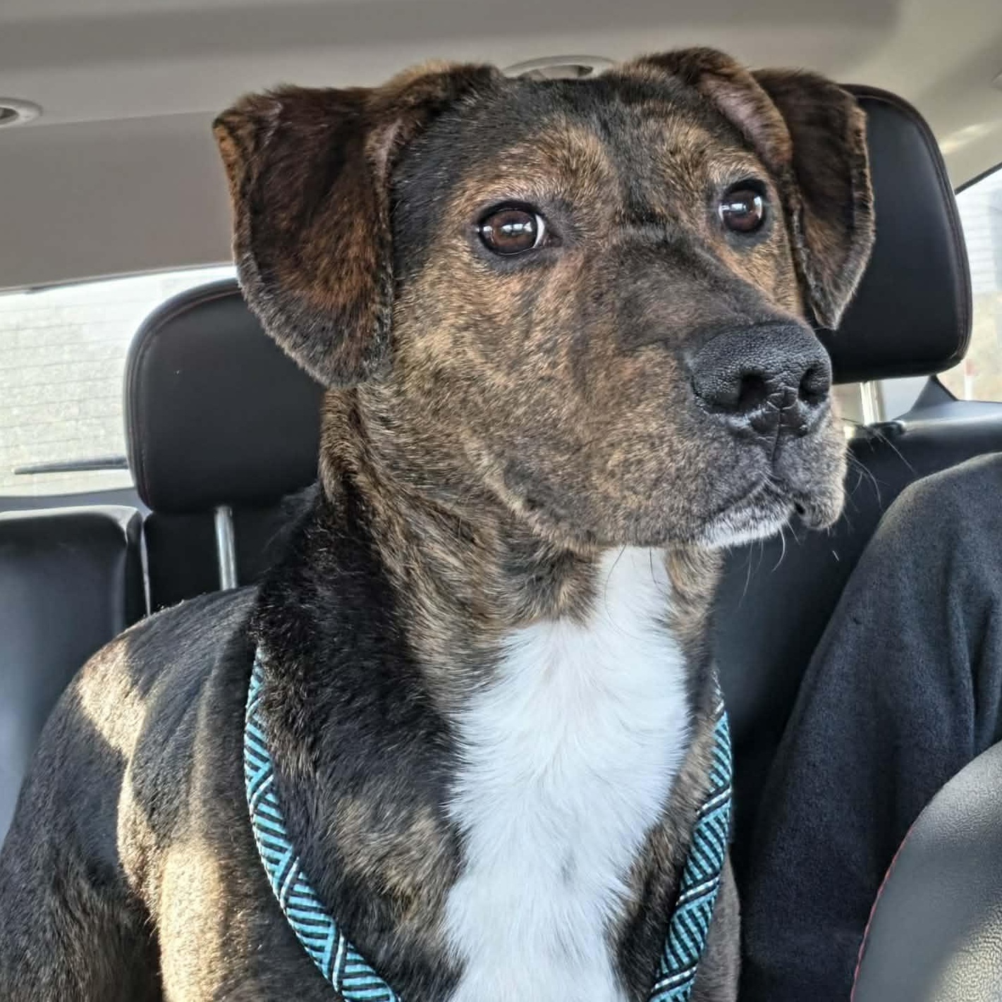 Enlarge Murphy, a ADOPTABLE mixed breed in Saint Marys, WV image 1/6