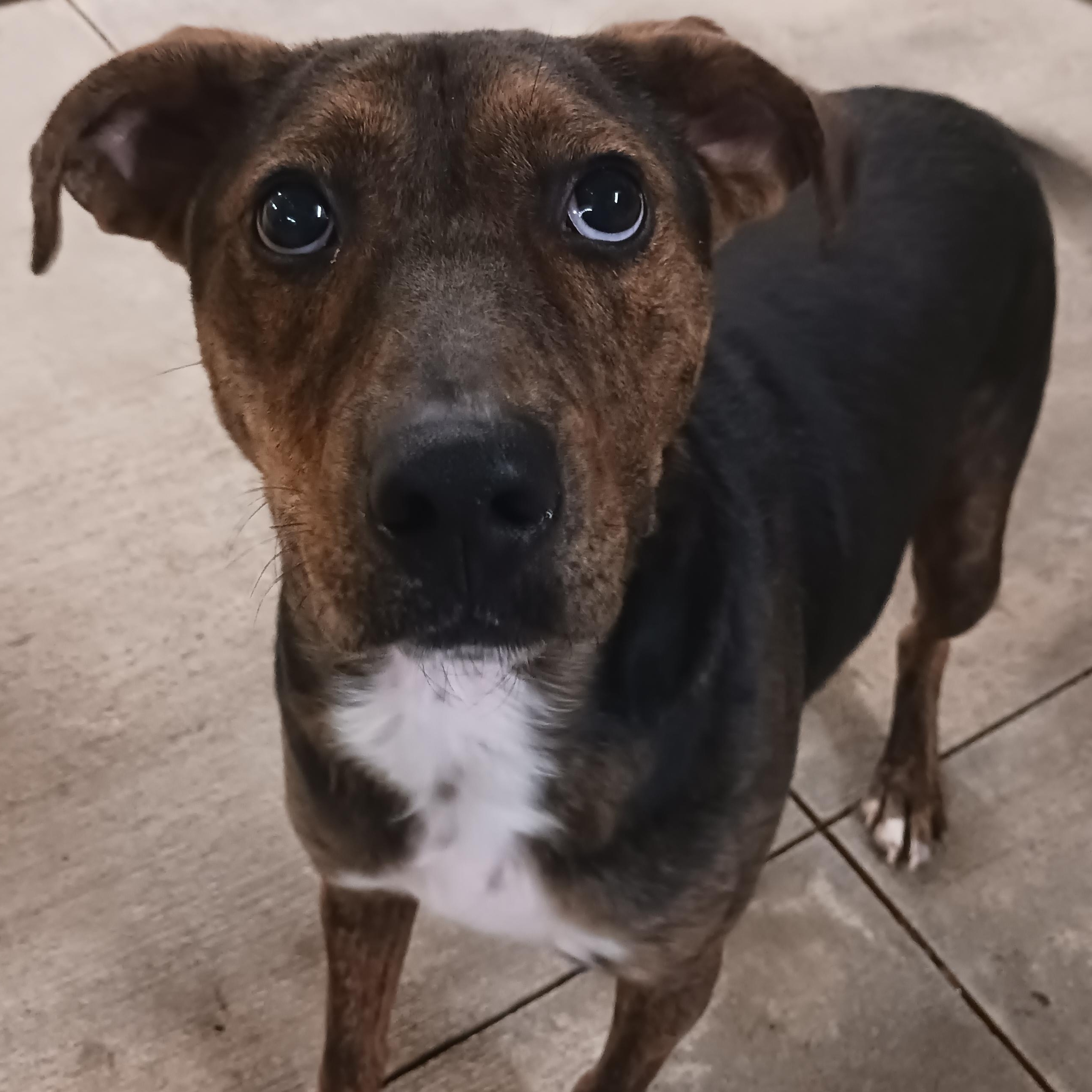 Enlarge Murphy, a ADOPTABLE mixed breed in Saint Marys, WV image 1/6