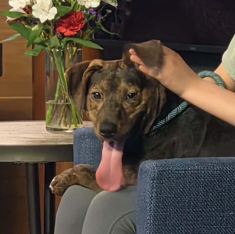 Enlarge Murphy, a ADOPTABLE mixed breed in Saint Marys, WV image 3/6
