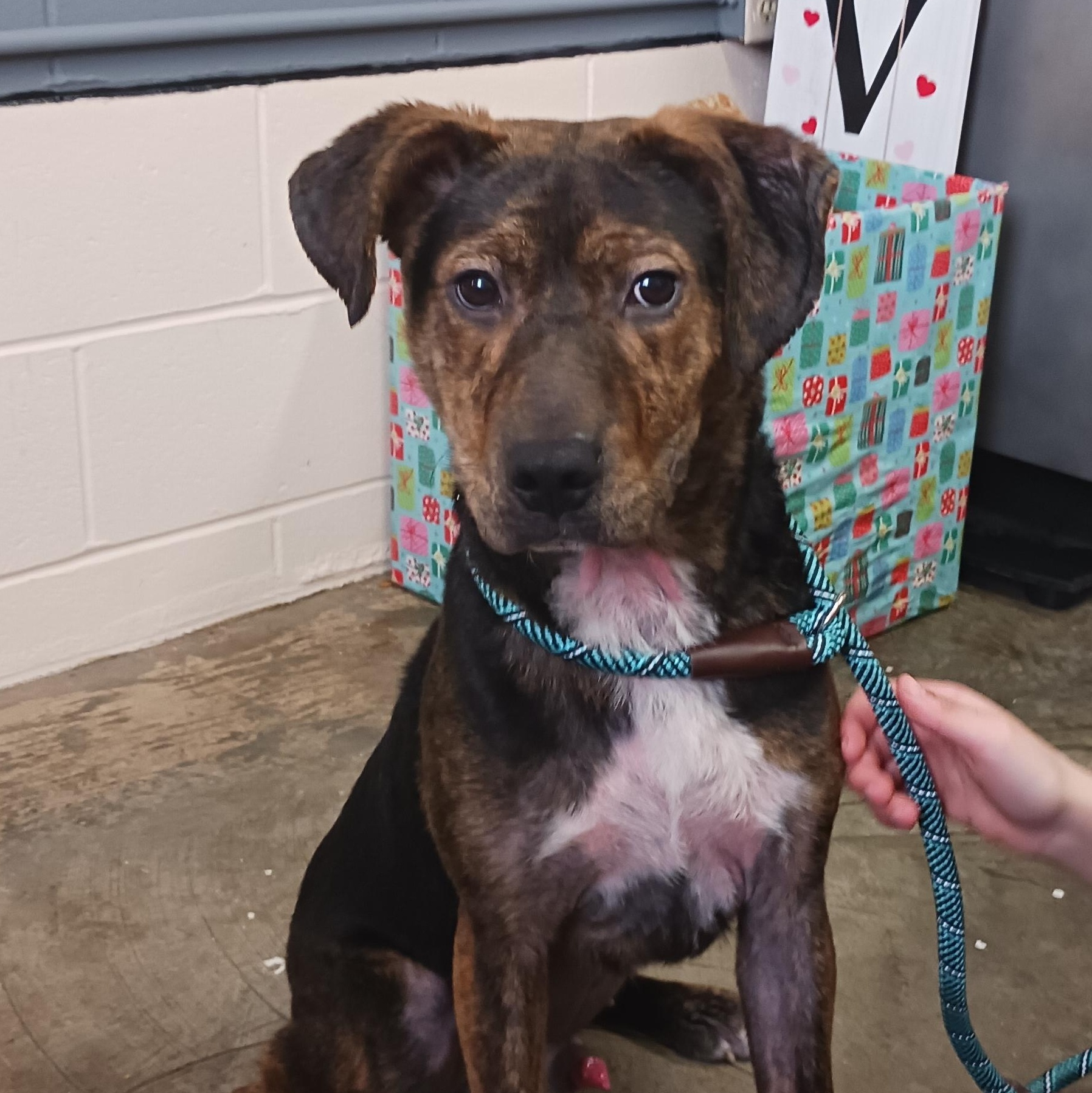 Enlarge Murphy, a ADOPTABLE mixed breed in Saint Marys, WV image 5/6