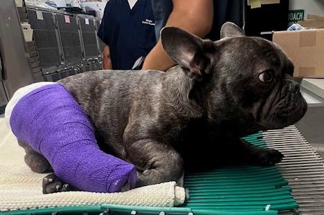Enlarge Taxi, a ADOPTABLE French Bulldog in Los Angeles, CA image 3/5