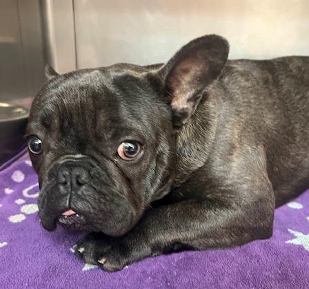Enlarge Taxi, a ADOPTABLE French Bulldog in Los Angeles, CA image 5/5