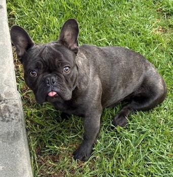 Taxi, ADOPTABLE, Young Male French Bulldog.