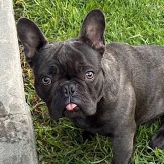 Enlarge Taxi, a ADOPTABLE French Bulldog in Los Angeles, CA image 4/5