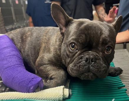 Enlarge Taxi, a ADOPTABLE French Bulldog in Los Angeles, CA image 2/5