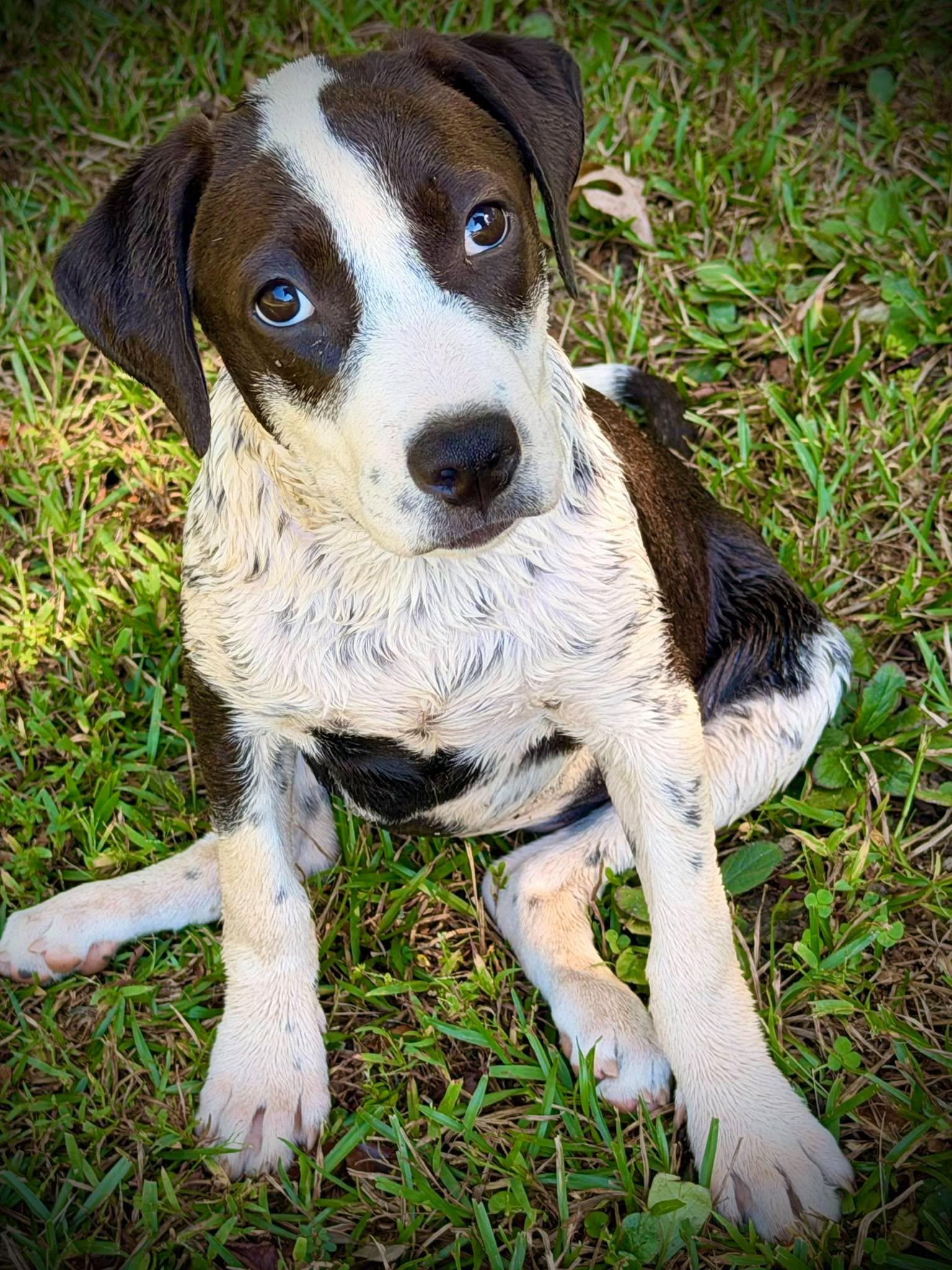 Enlarge Caitlyn, a Adoptable mixed breed in Lee, NH image 2/2