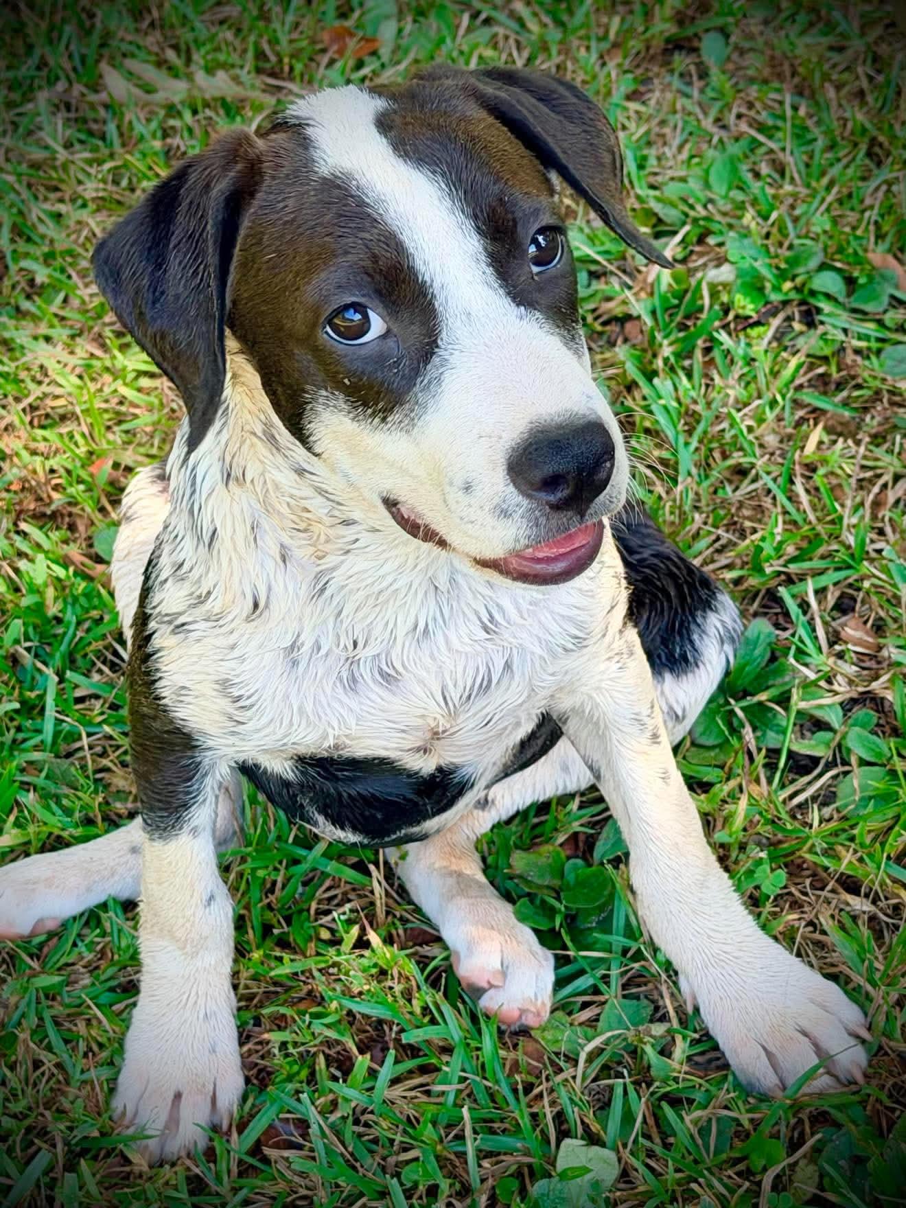 Caitlyn, Adoptable, Puppy Female Mixed Breed.