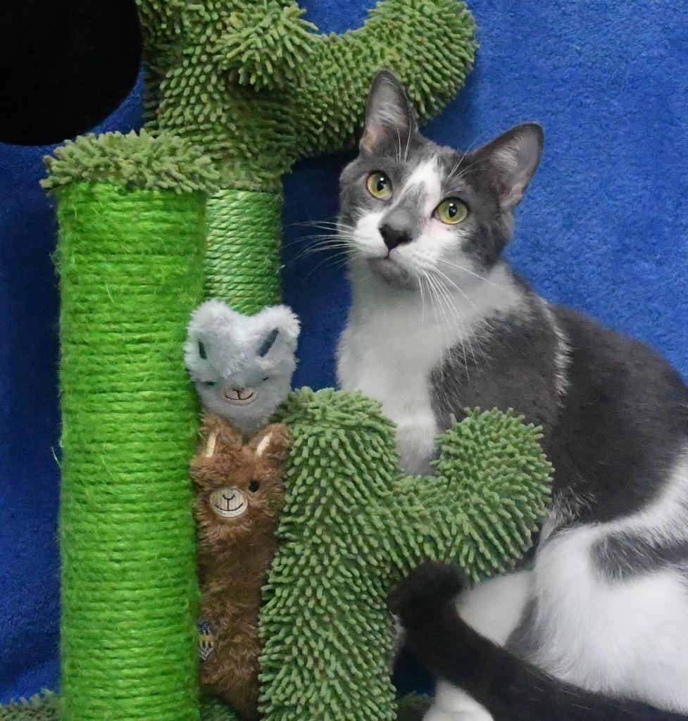 Carson, Adoptable, Adult Male Domestic Short Hair.