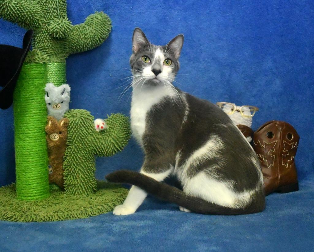 Enlarge Carson, a Adoptable mixed breed in Roanoke, TX image 2/3