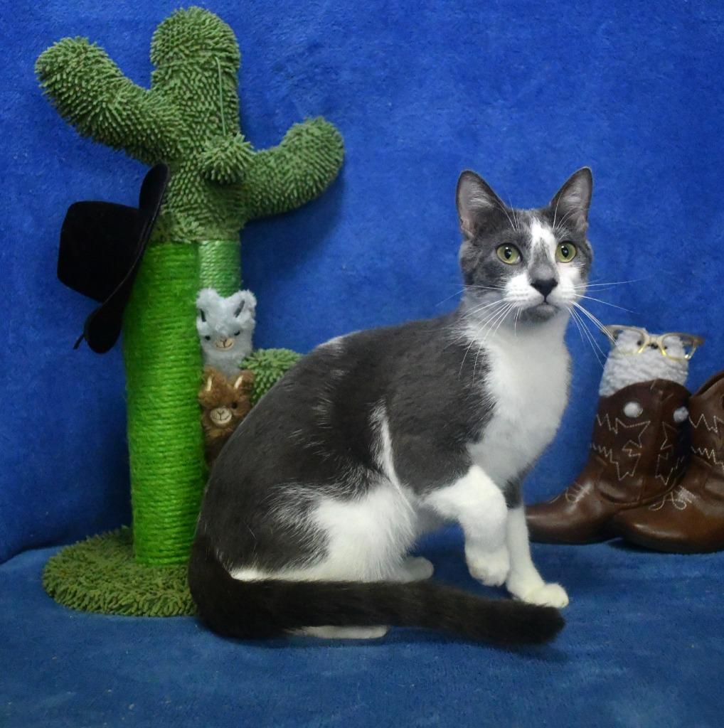 Enlarge Carson, a Adoptable mixed breed in Roanoke, TX image 3/3