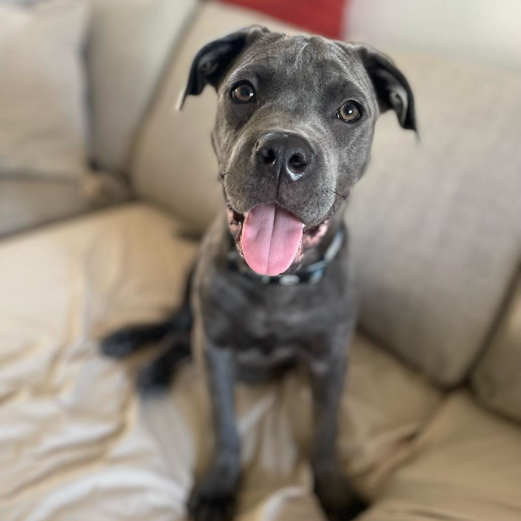 Buzz, Adoptable, Young Male Cane Corso & Mixed Breed.