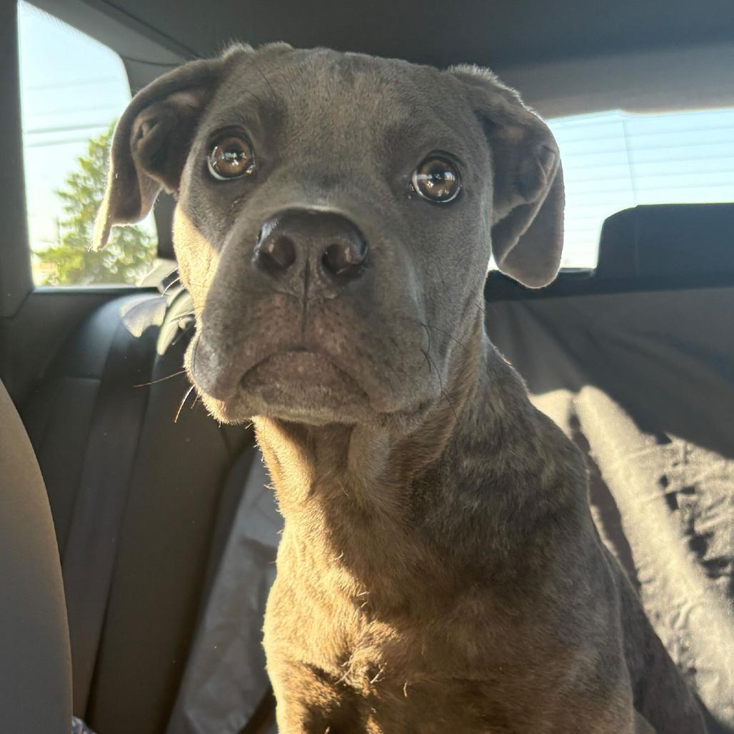 Enlarge Buzz, a Adoptable mixed breed in Los Angeles, CA image 2/3