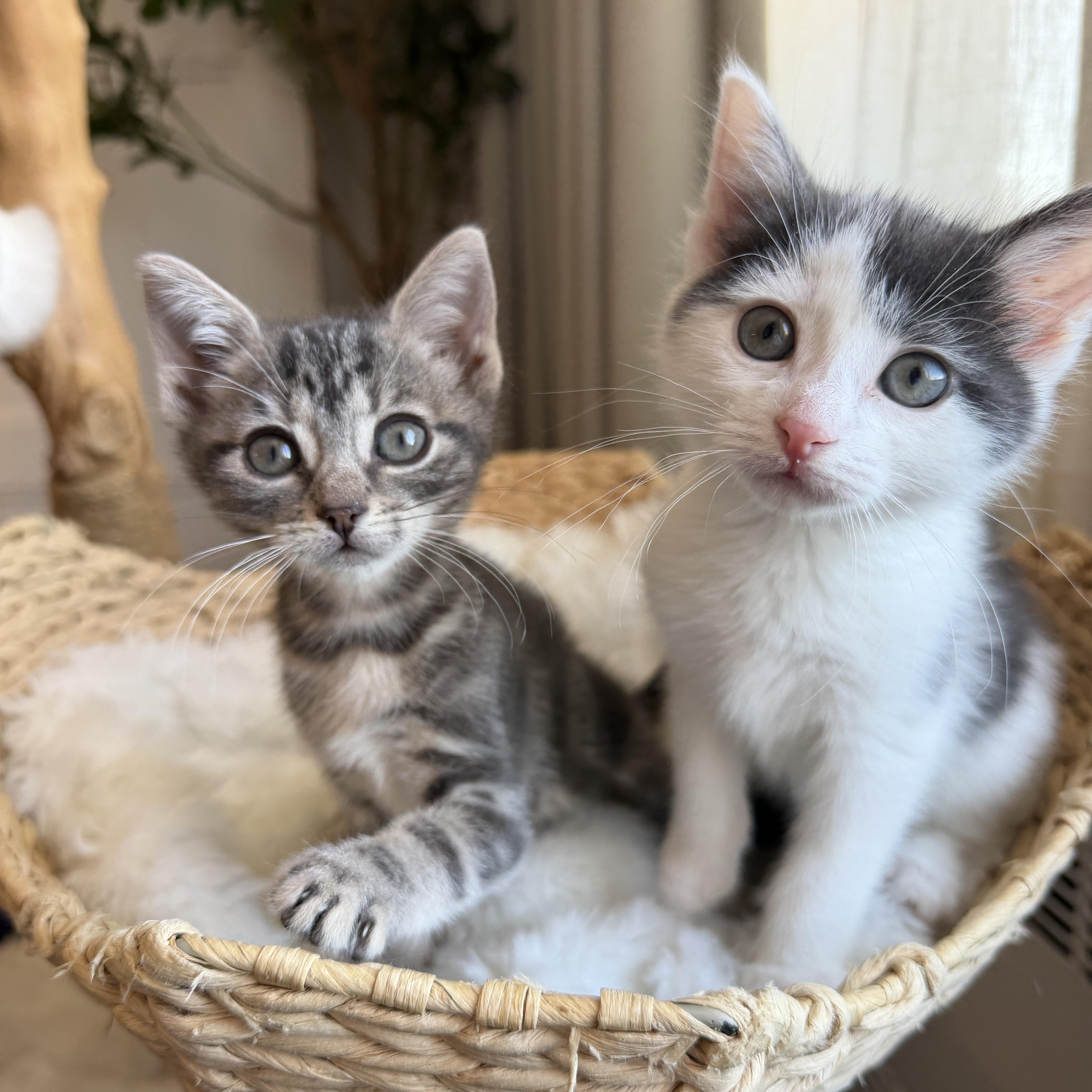 Switch and Wick, adopted, Kitten Male Domestic Short Hair.