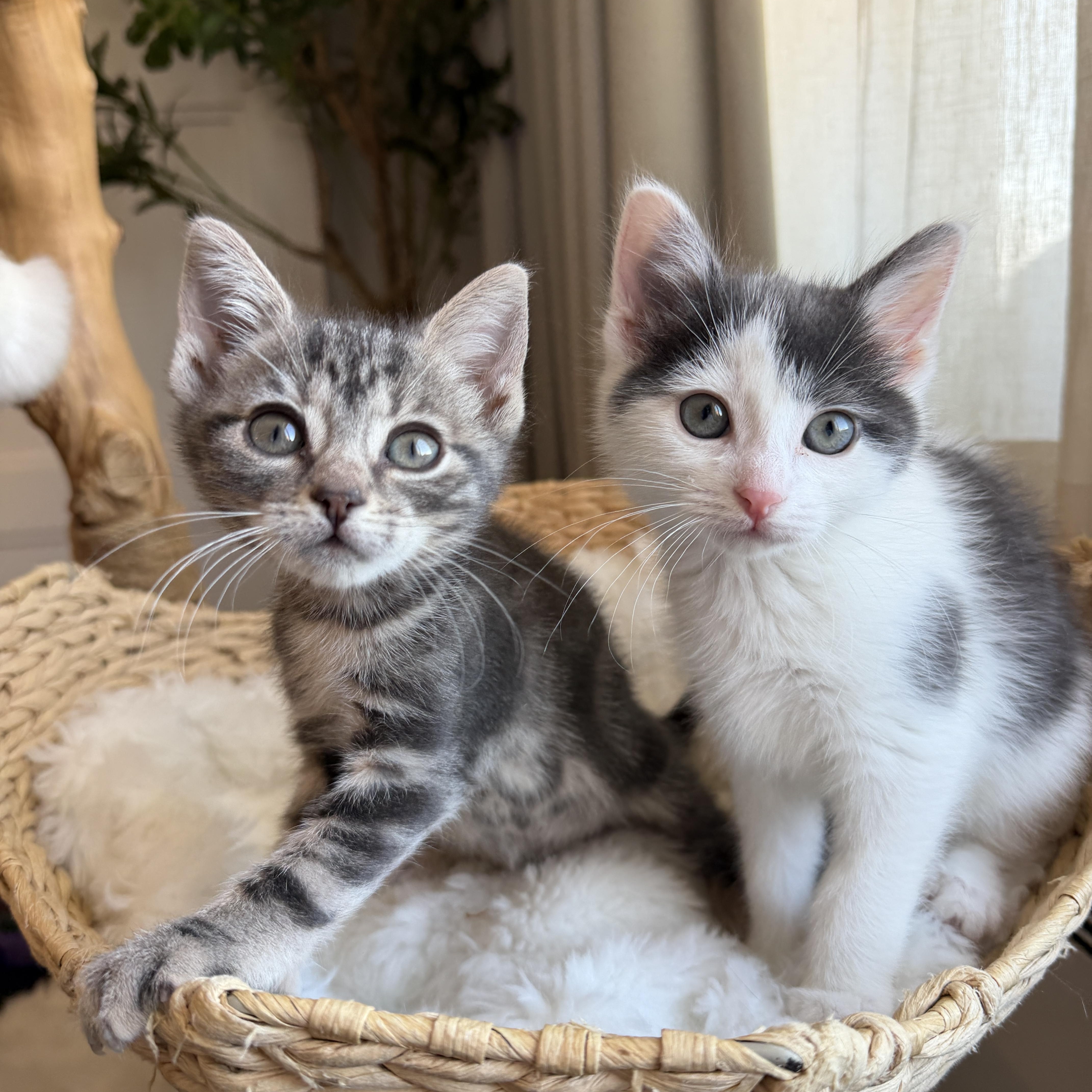 Enlarge Switch and Wick, an adopted Domestic Short Hair in Brooklyn, NY image 4/4