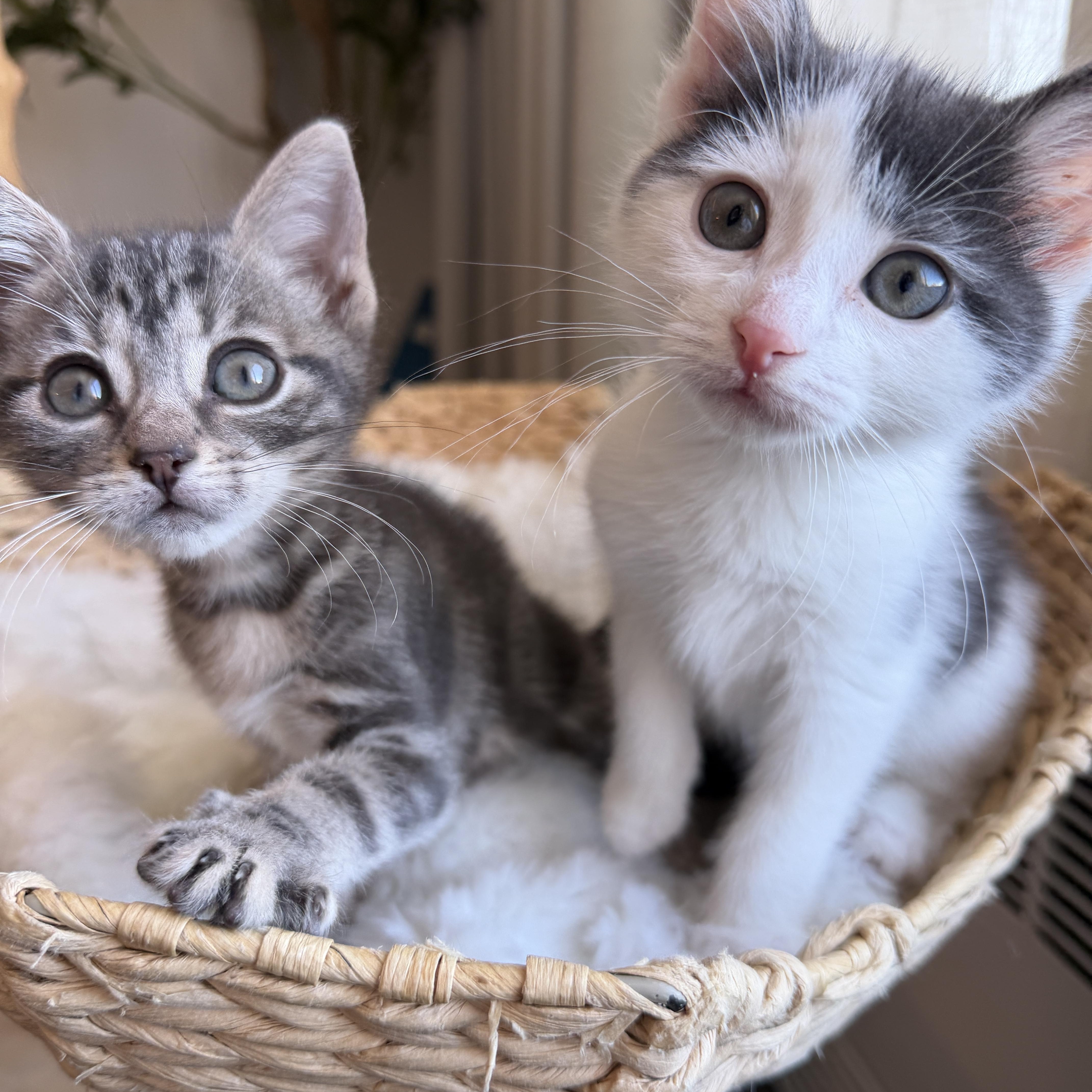 Enlarge Switch and Wick, an adopted Domestic Short Hair in Brooklyn, NY image 3/4