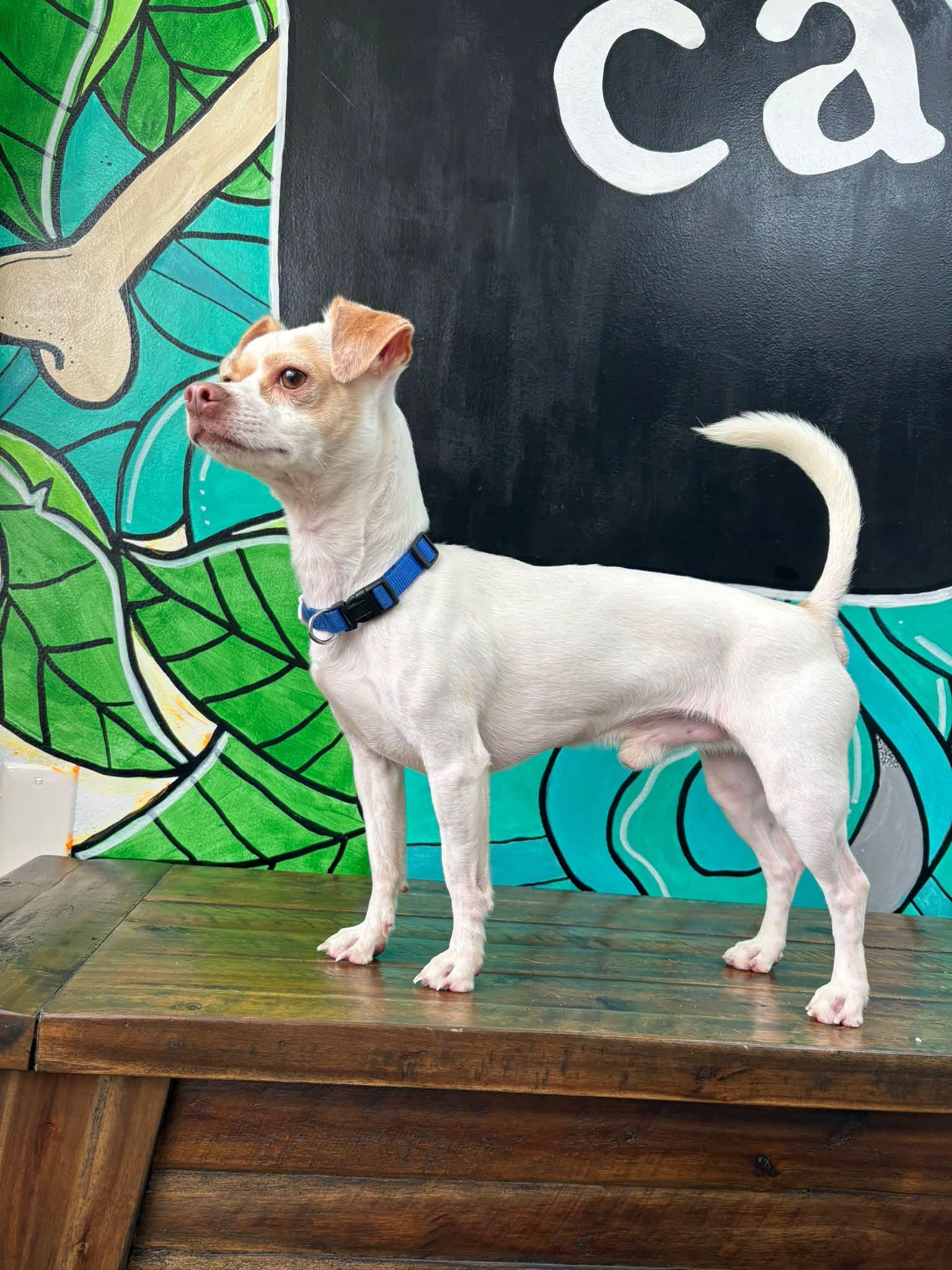 Enlarge WAZOWSKI, a Adoptable Chiweenie in Vandergrift, PA image 1/3