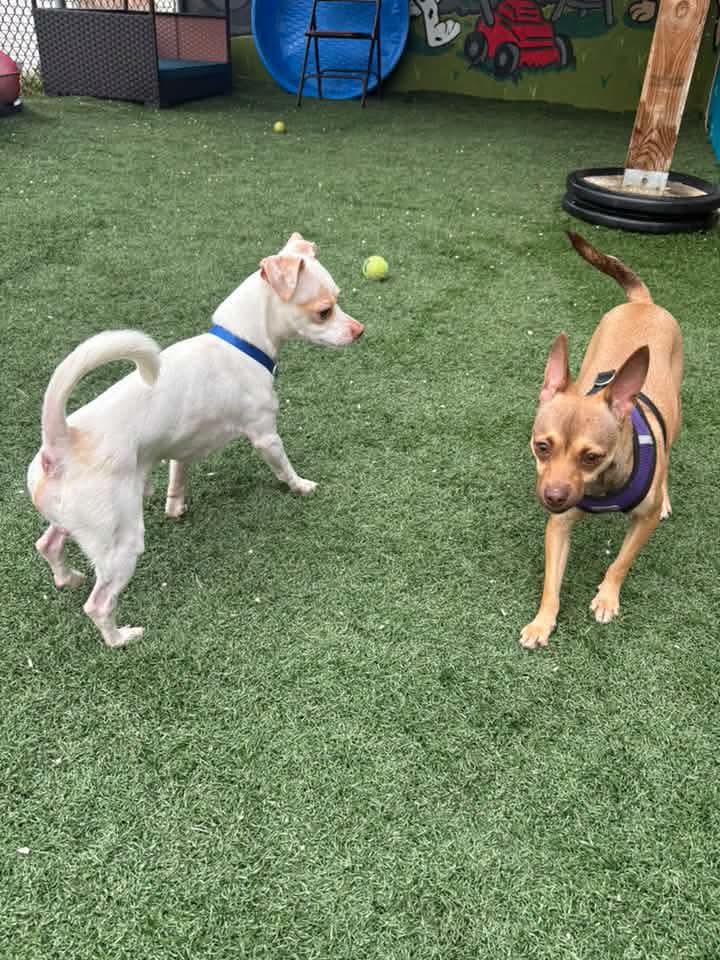 Enlarge WAZOWSKI, a Adoptable Chiweenie in Vandergrift, PA image 3/3