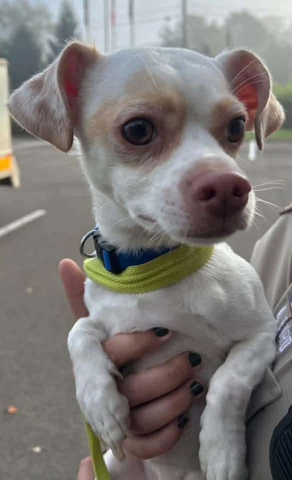 Enlarge WAZOWSKI, a Adoptable Chiweenie in Vandergrift, PA image 2/3