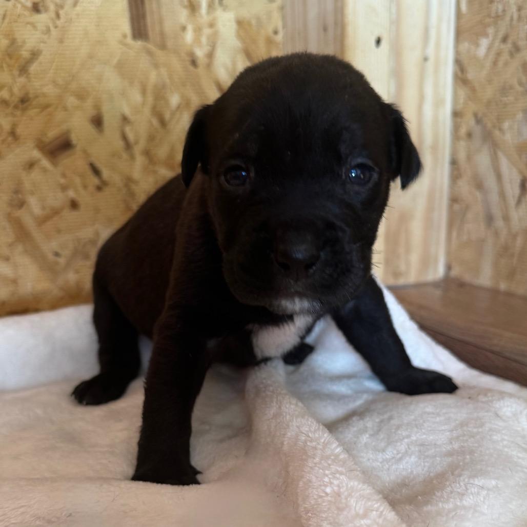 Enlarge Rambo Beans, a Adoptable mixed breed in Duck River, TN image 2/6